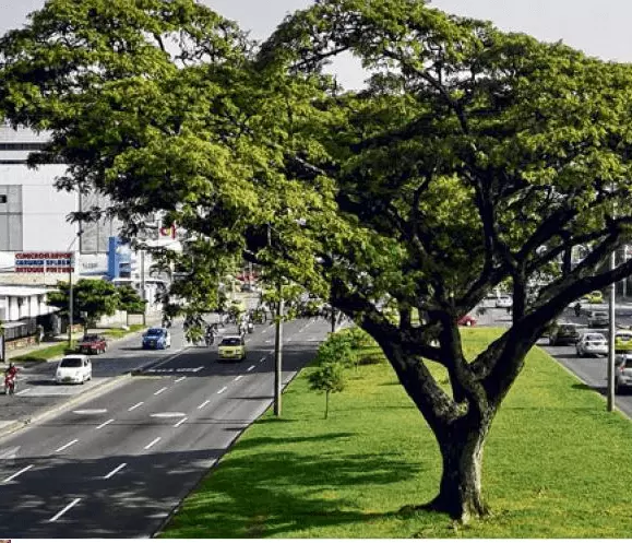Arboles en Colombia