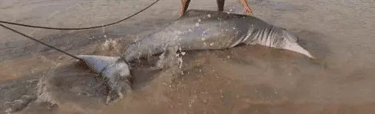 DelfinRosado c5c03