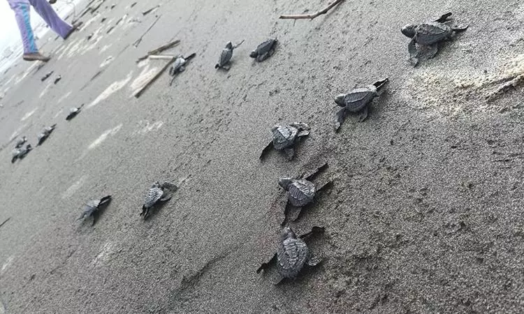 Tortugas marinas 06bbf