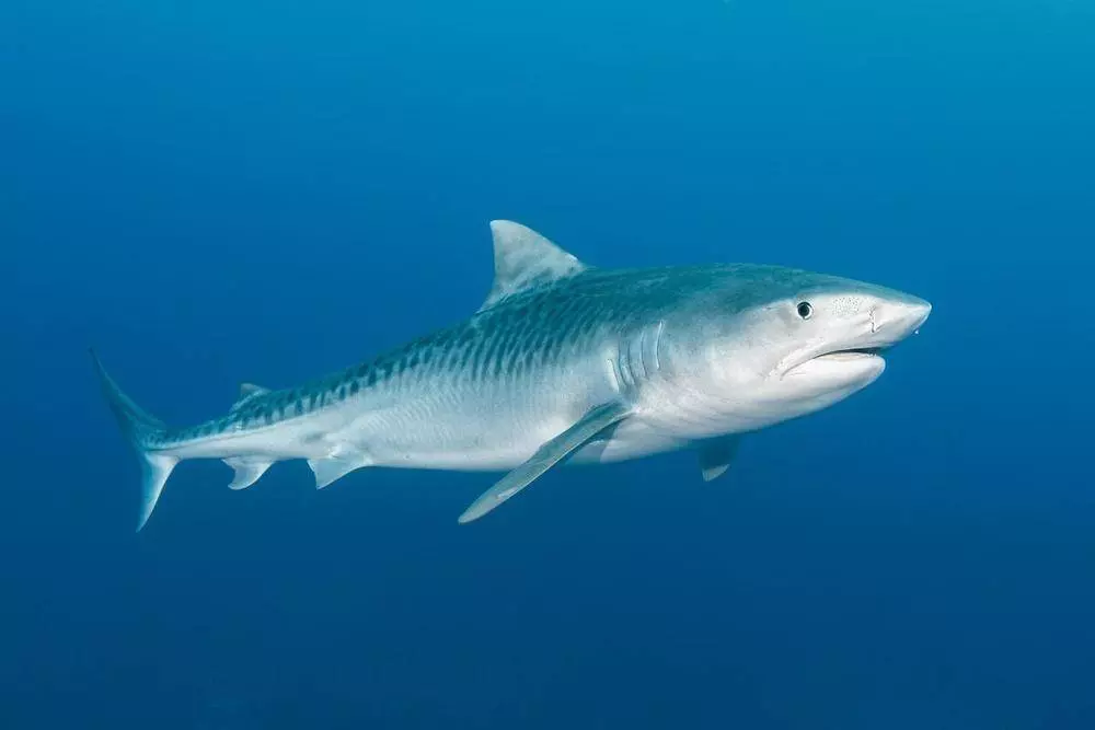 tiburon tigre galeocerdo cuvier daniel norwood 3cbe1