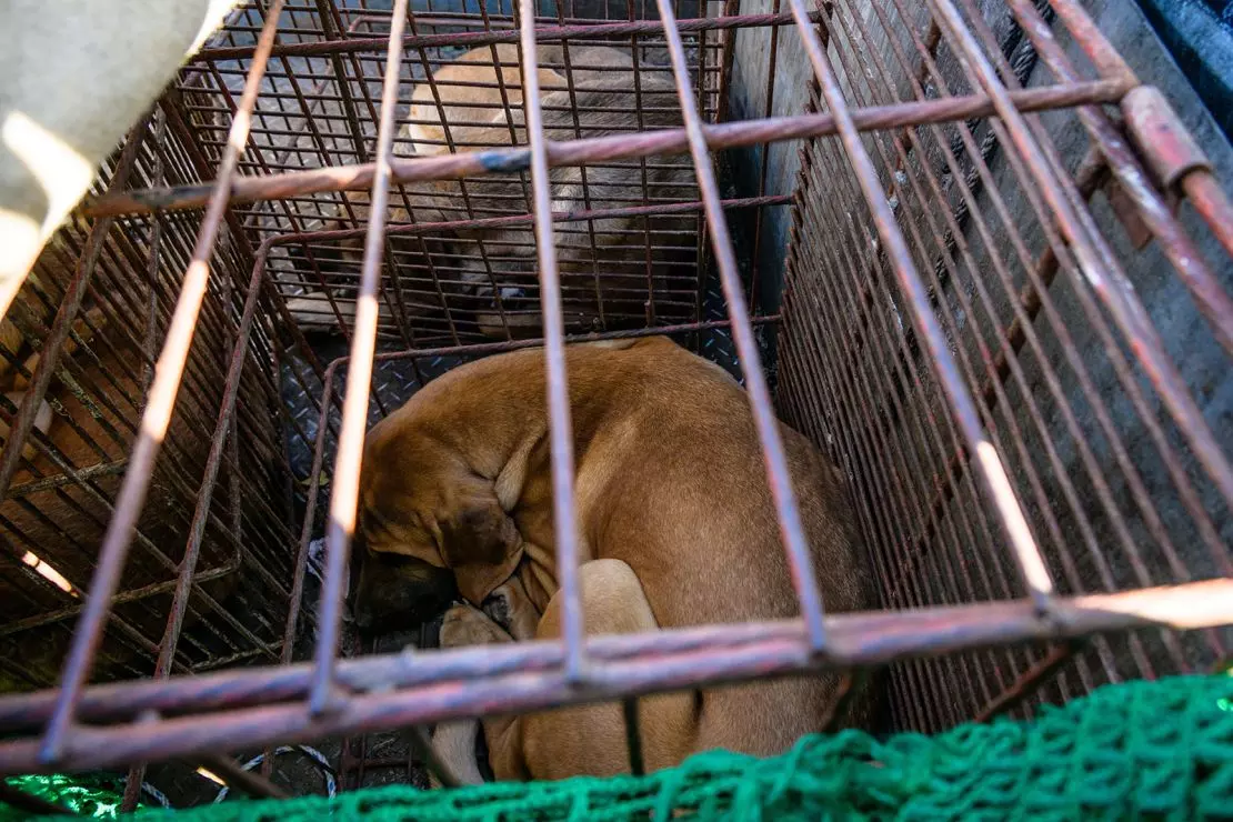 240109135226 03 seoul dog farm fdd41