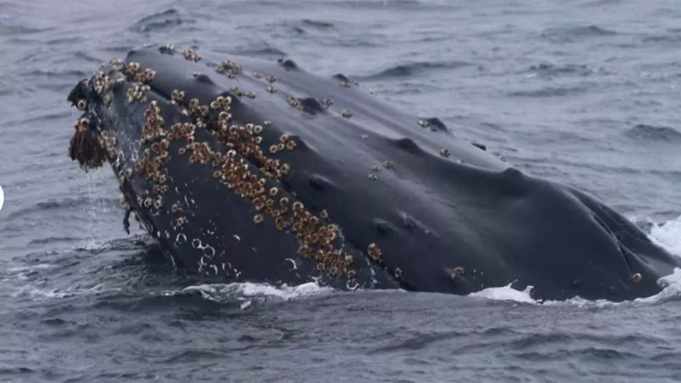 Ballena01 7578f