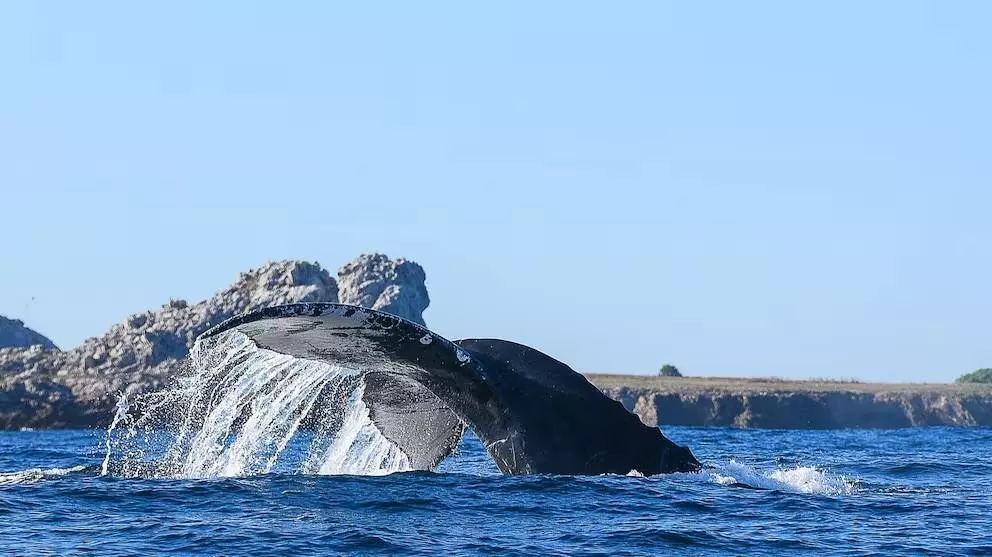 Ballena02 be1a4