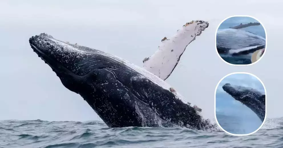 Ballena03 472ba