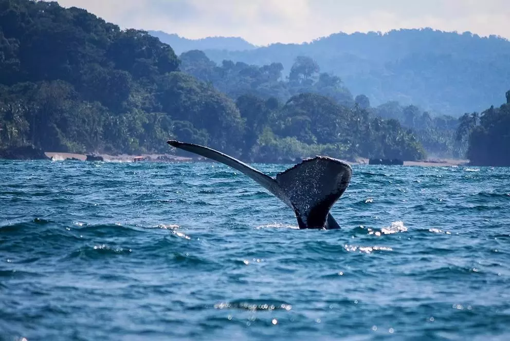 Ballena04 65fcf