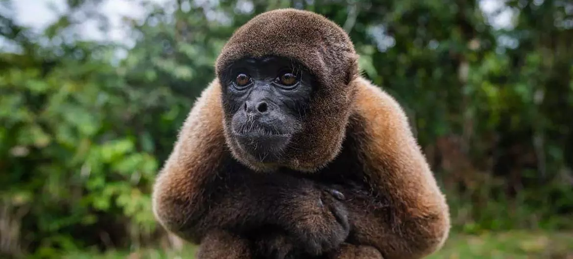 Macaco aada1