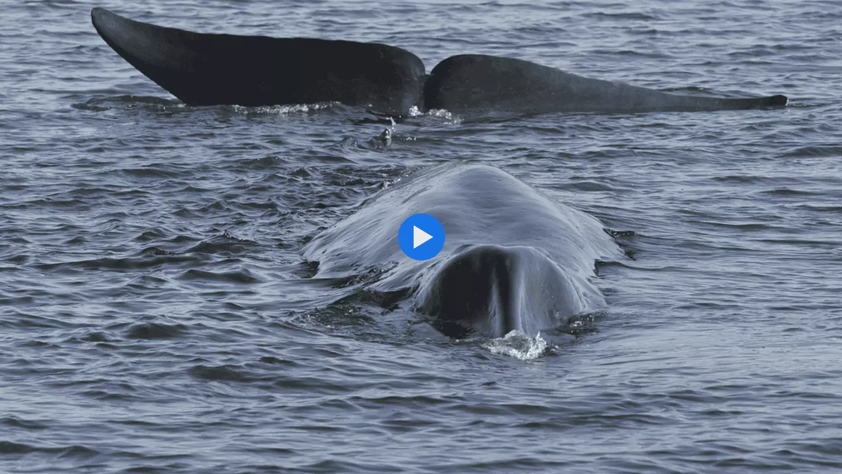 ballena b1bf1