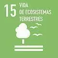 15 ODS