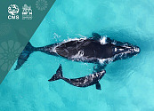 Un informe histórico de la ONU revela el alarmante estado de la vida silvestre: las especies migratorias de animales del mundo están en declive y aumenta el riesgo de extinción a escala mundial