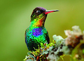 Nace alianza estratégica para conservar la biodiversidad desde el sector empresarial en Colombia