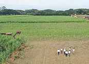 Riopaila Castilla produce energía verde que abastece  más de 80 mil colombianos