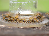 Día Mundial de las Abejas: un llamado a la acción por la protección de los polinizadores