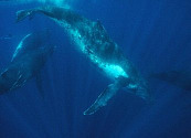 La historia de la caza de ballenas y de la comisión ballenera internacional
