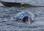 Cancelada la temporada de caza de ballenas en Islandia por segundo año consecutivo
