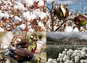 Algodón: el cultivo más contaminante del mundo: 9 razones para usar algodón orgánico