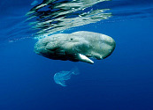 La importancia de las ballenas y el problema del plástico