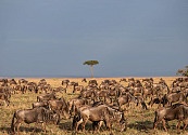 La Gran Migración del Serengueti, una fuente de historias dignas de Hollywood