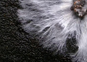 Hongos, una alternativa al plástico para fabricar envases biodegradables