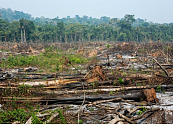Día Internacional de los Bosques, un llamado a la protección de la Amazonia colombiana