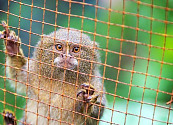 Mascotismo: qué es y cómo afecta a los animales silvestres