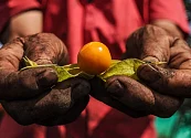 Proyecto entre Agrosavia y Sifora busca impulsar la producción orgánica de uchuvas
