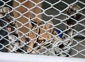 Imágenes muestran el horror que viven los felinos víctimas del tráfico ilegal en Latinoamérica | Reportaje fotográfico