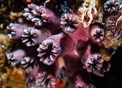 La investigadora que redescubrió un coral solitario que se creía extinto en Galápagos