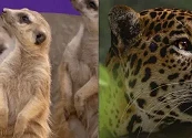 BIOPARQUE UKUMARÍ PIDE AYUDA PARA SALVAR A SUS ANIMALES TRAS TERREMOTO EN COLOMBIA: 'CONVIÉRTETE EN GUARDIÁN DEL SANTUARIO'